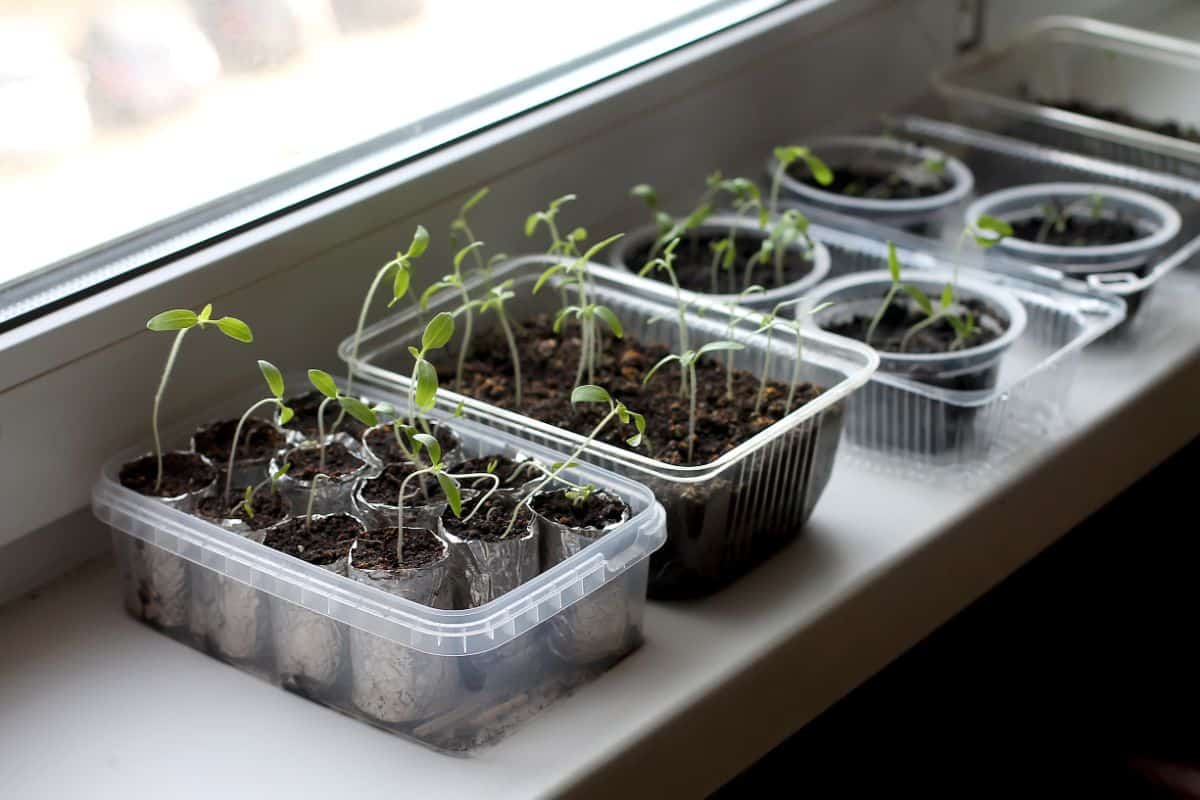 Upcycled seed starting pots