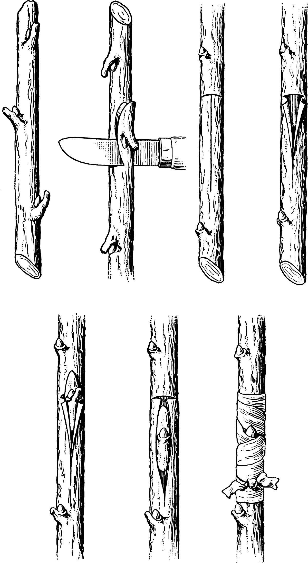 Diagram of T-bud graft how-to