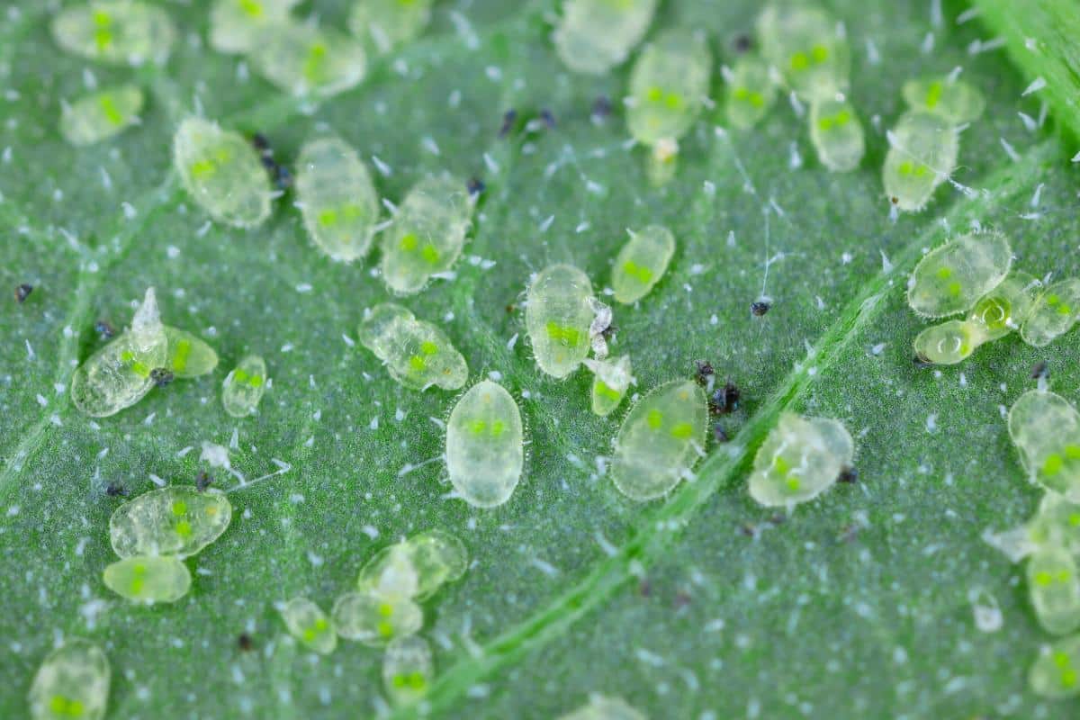 Whitefly larvae on a leaf