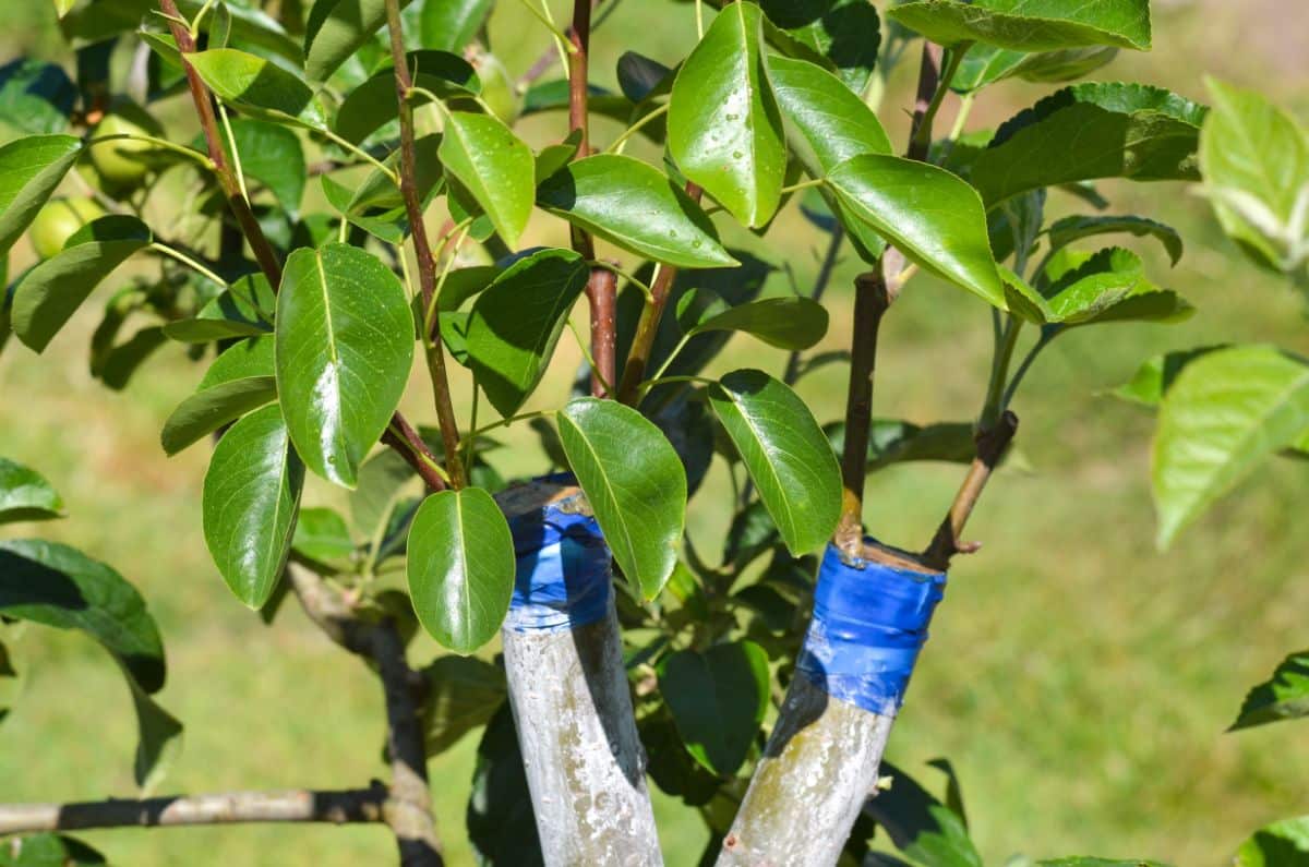 Different varieties of pears grafted to one tree
