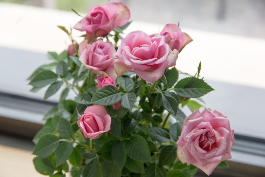 Miniature Lighted Roses How to Grow Miniature Roses Indoors and Keep Them Blooming - Gardening