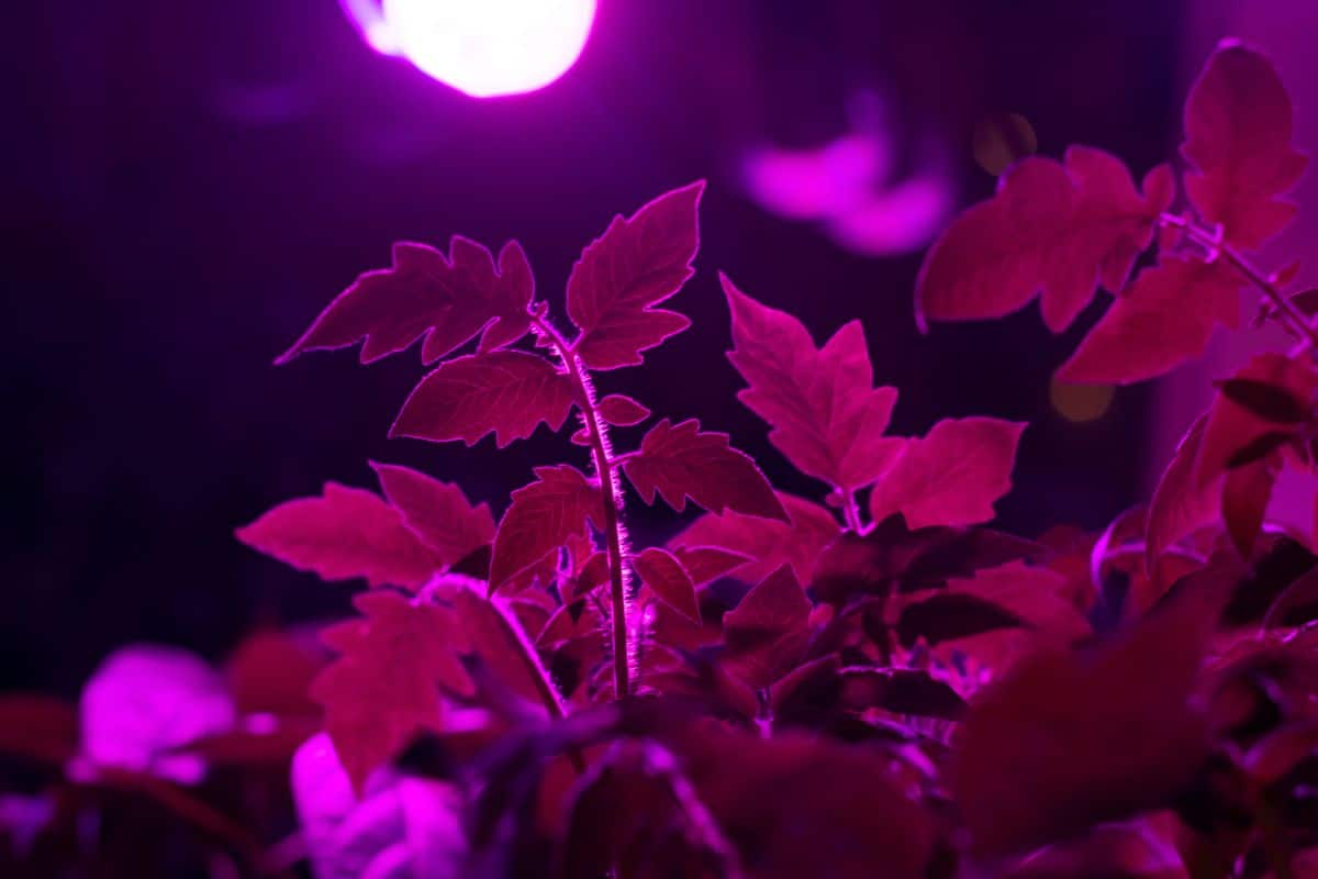 Plants under LED grow lights