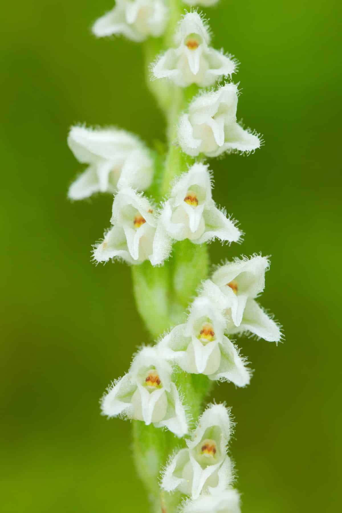 Close up of small white orchid flowers with downy hairs