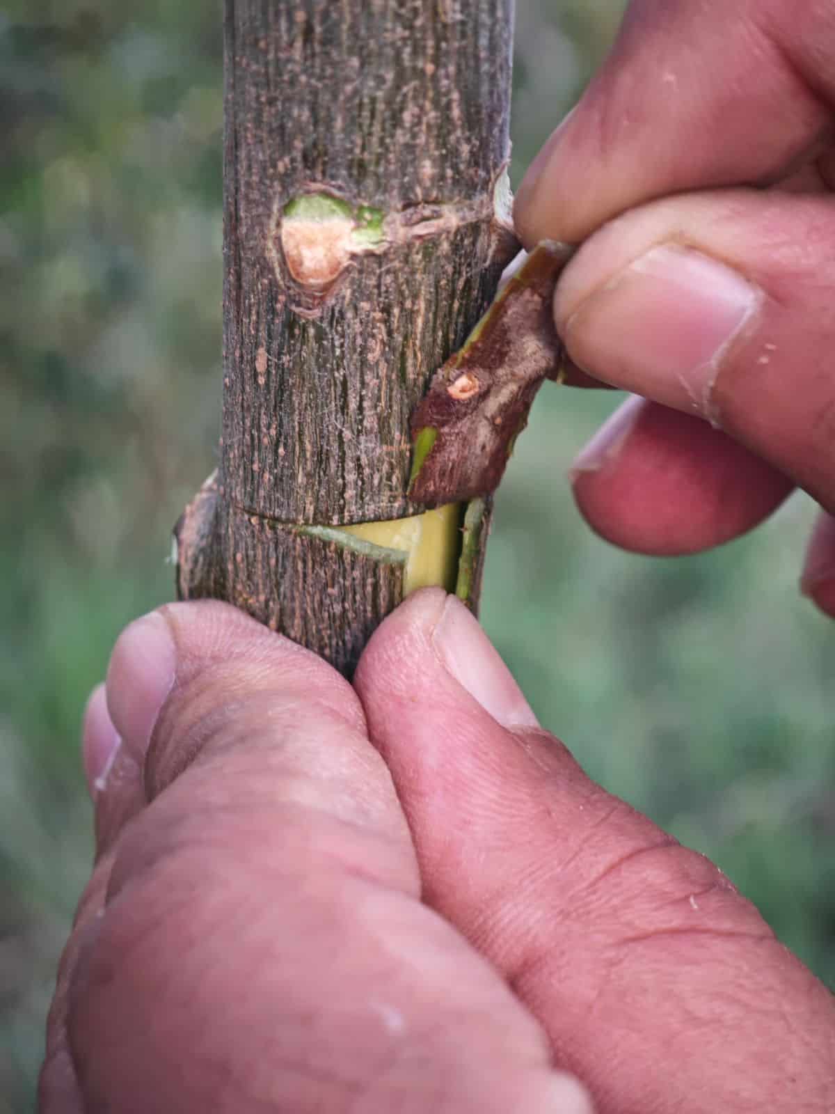 Inserting a bud graft into a cut