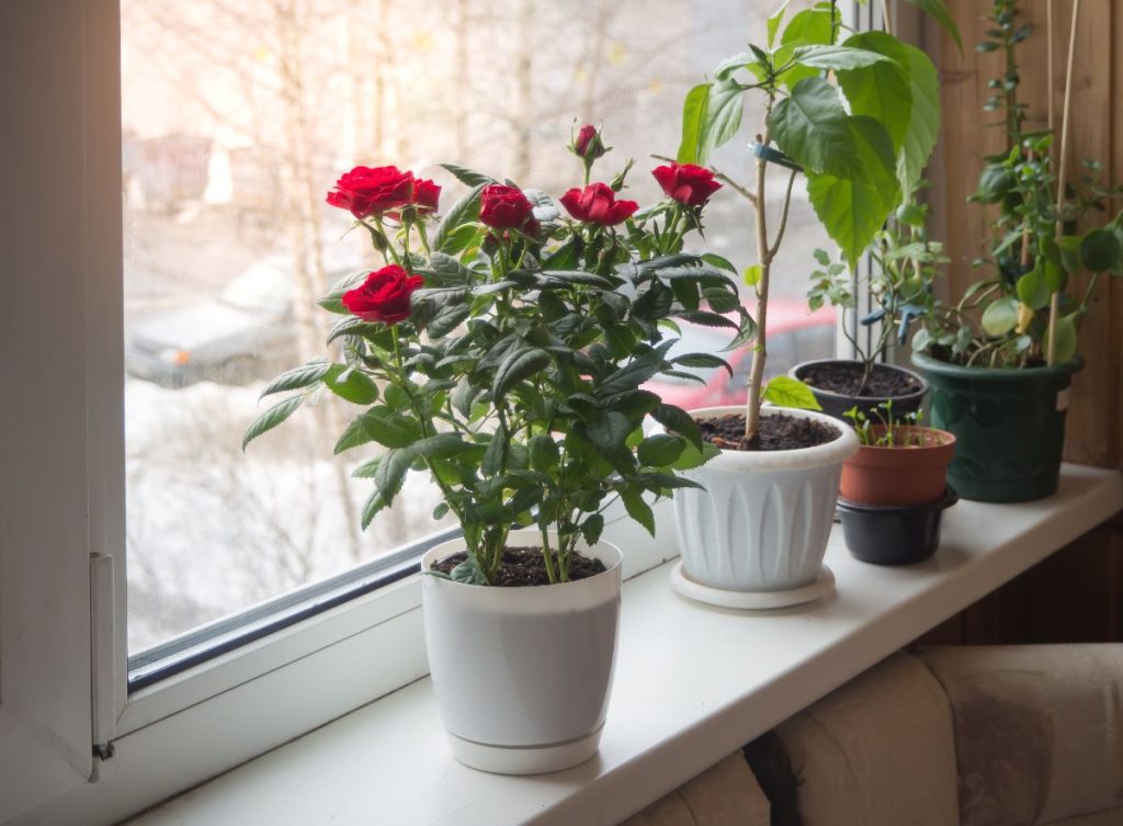 How to Grow Miniature Roses Indoors and Keep Them Blooming - Gardening