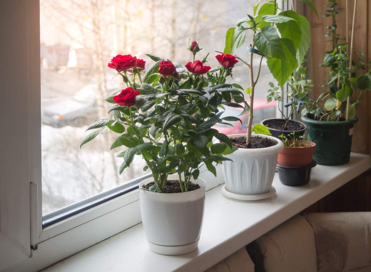 Miniature rose and plants in a windowsill