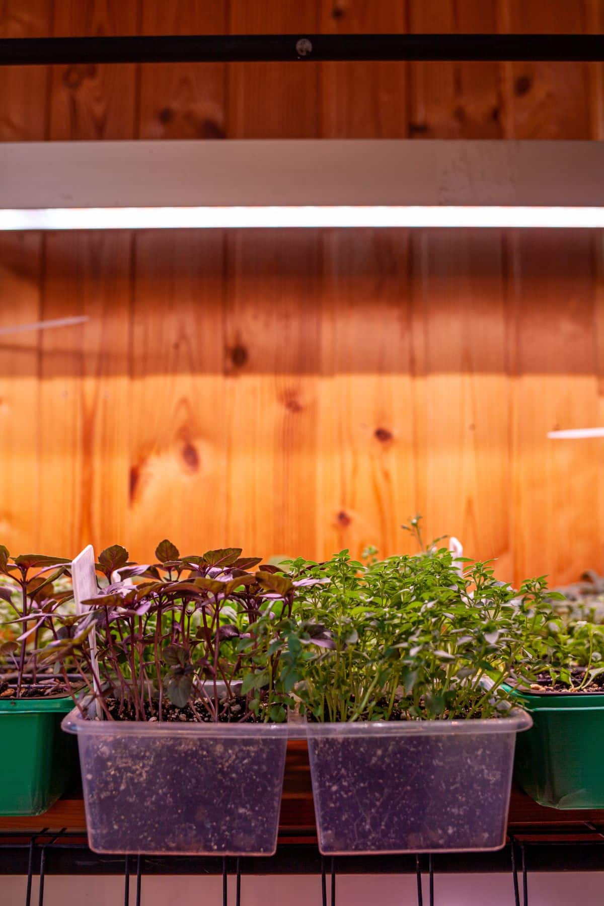 Seedlings in germination pots