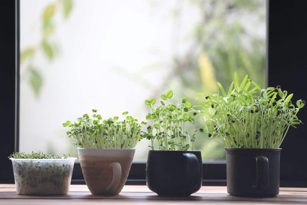 Sprouts growing in a window sill