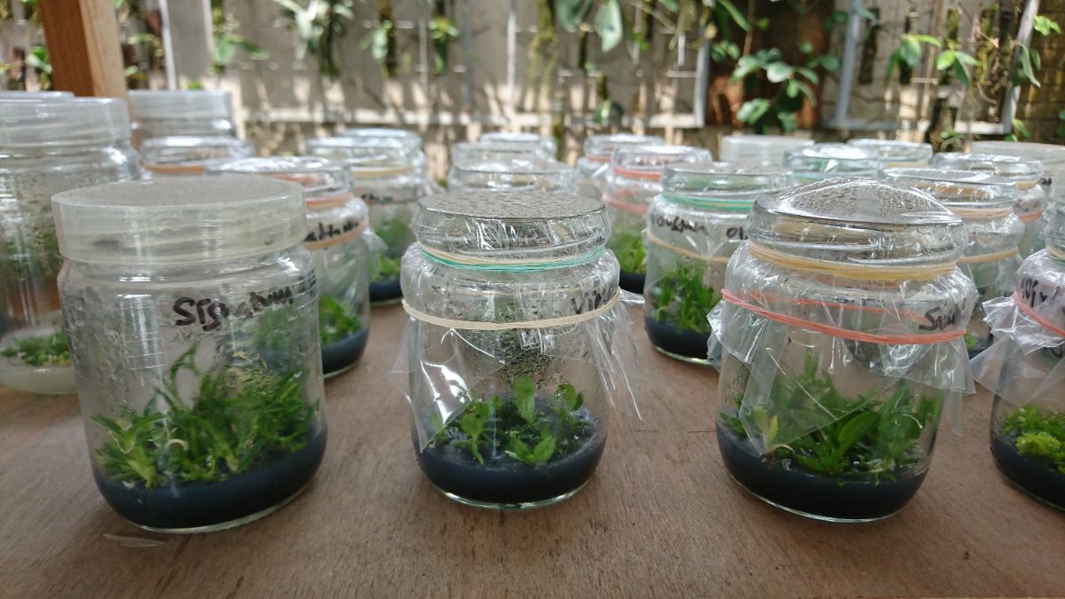 Orchid propagating in jars