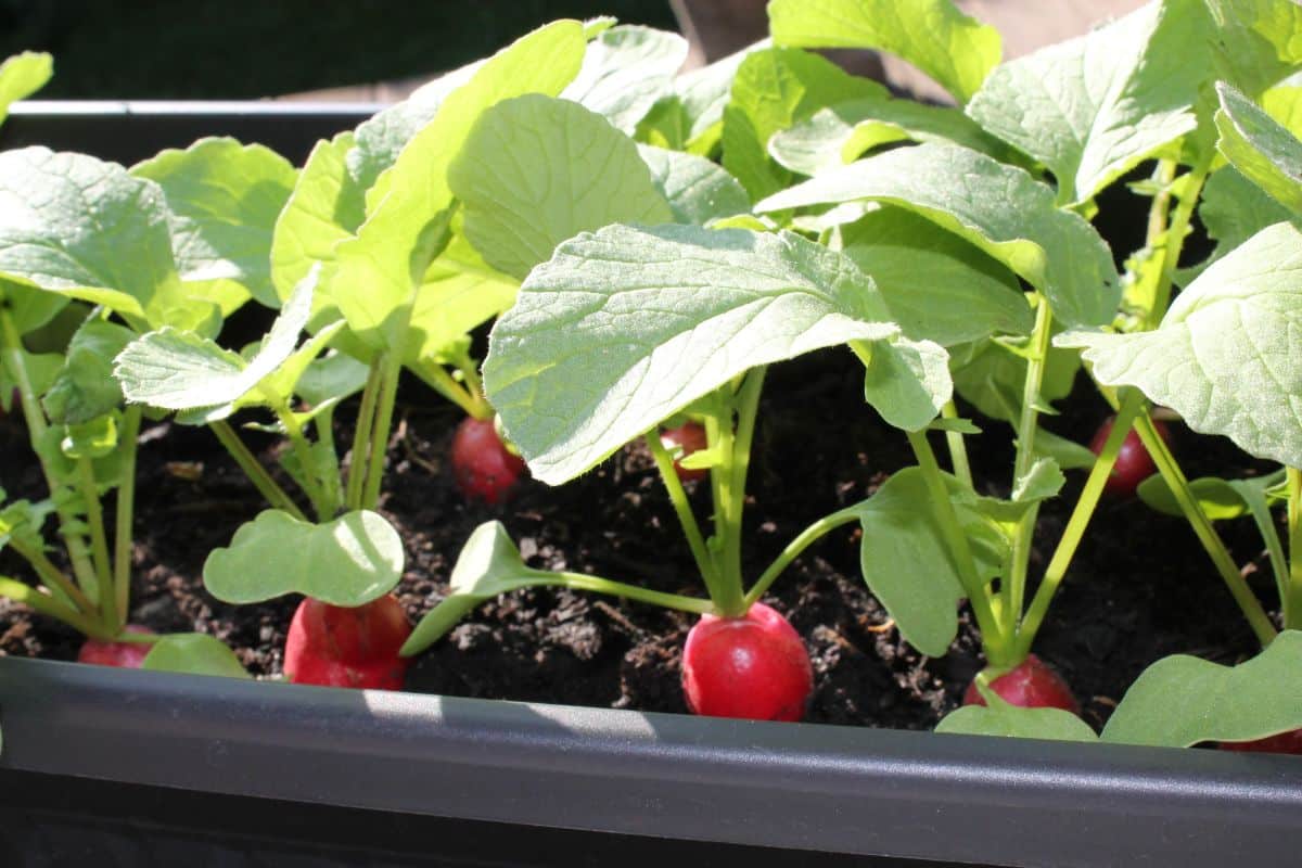 Radishes growing inside in winter