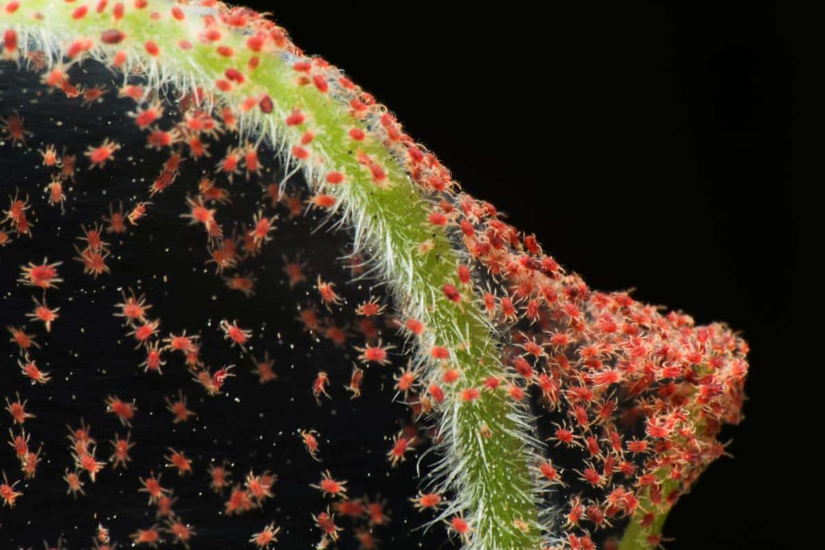 Spider mites and webbing on a plant stem.