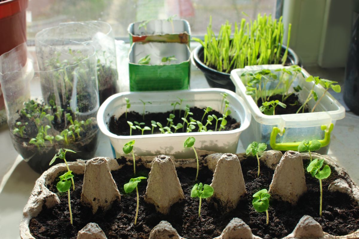 Seedlings started indoors