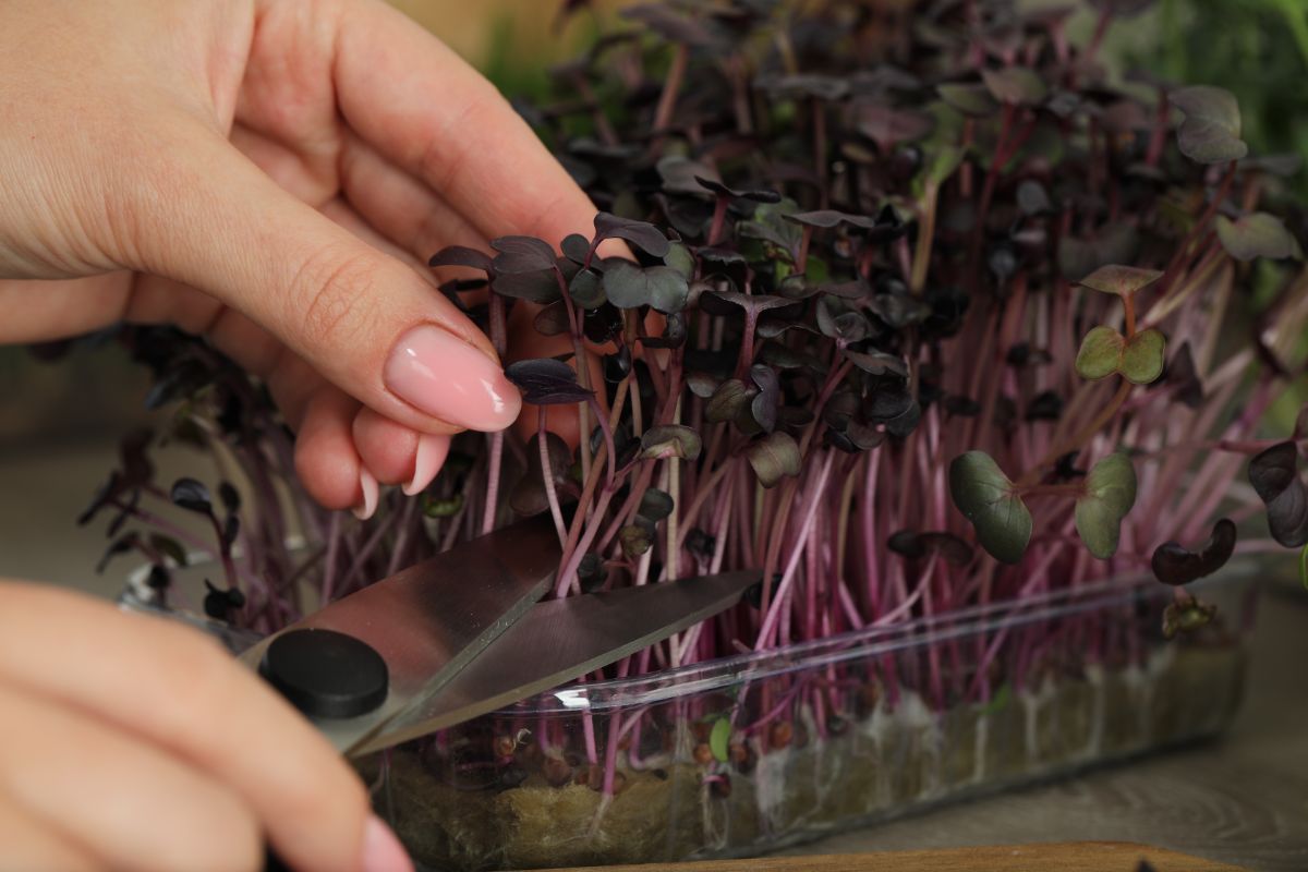 Beets and chard growing as microgreens