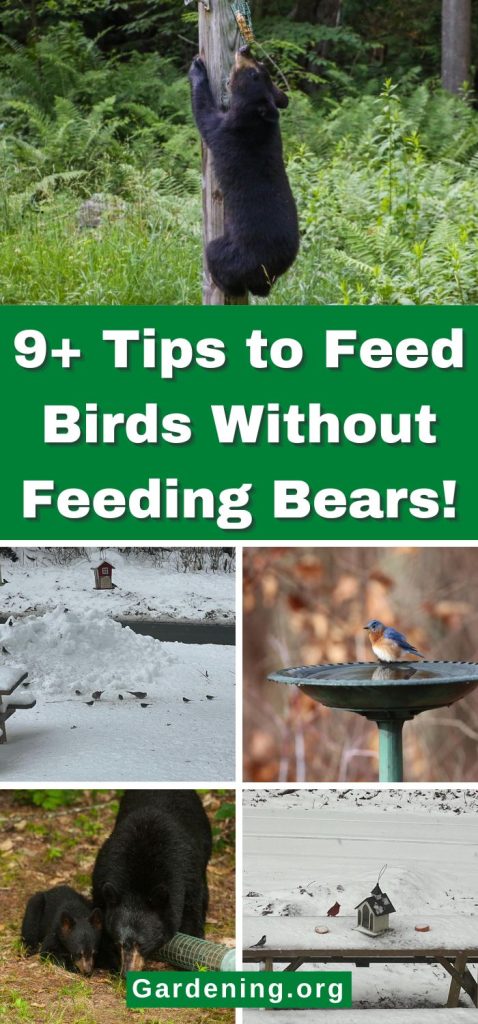 9+ Tips to Feed Birds Without Feeding Bears! pinterest image.