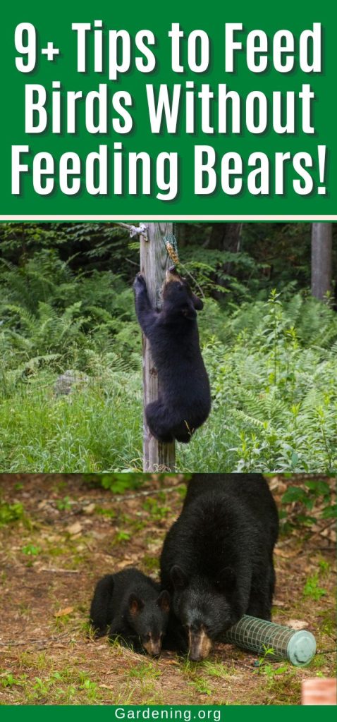 9+ Tips to Feed Birds Without Feeding Bears! pinterest image.