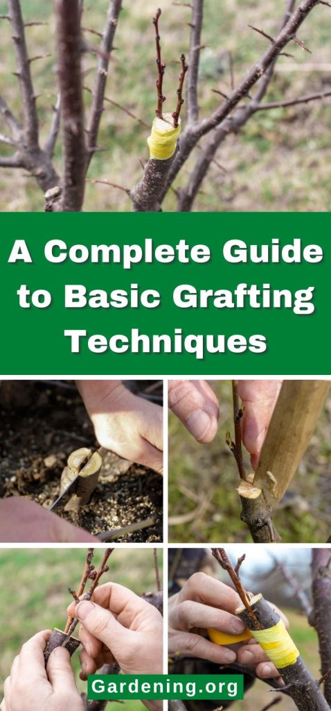 A Complete Guide to Basic Grafting Techniques pinterest image.