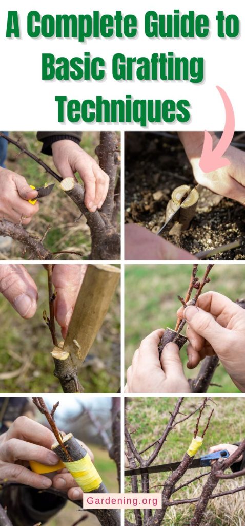 A Complete Guide to Basic Grafting Techniques pinterest image.