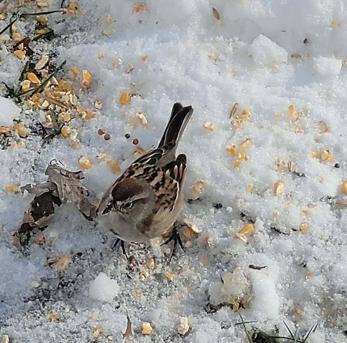 An American Sparrow pecking at food in a backyard