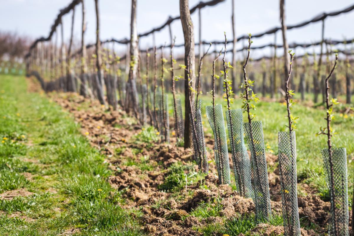 A row of new, young apple trees