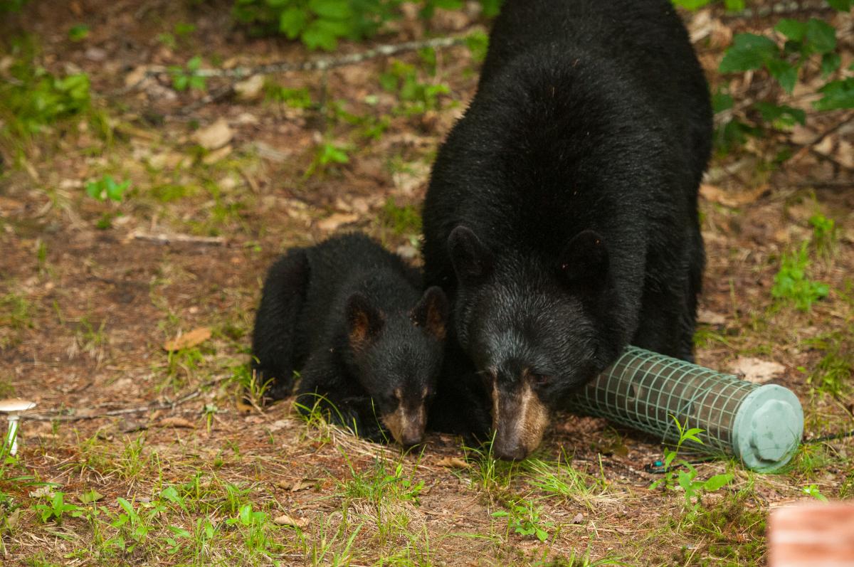 A mother bear and cub eating from a ruined bird feeder