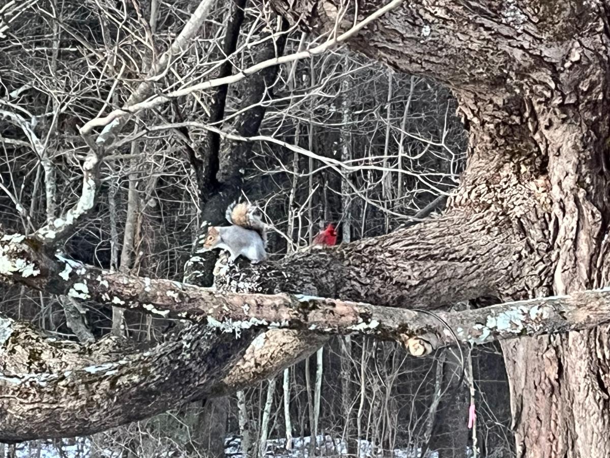 A squirrel and a cardinal together in a tree