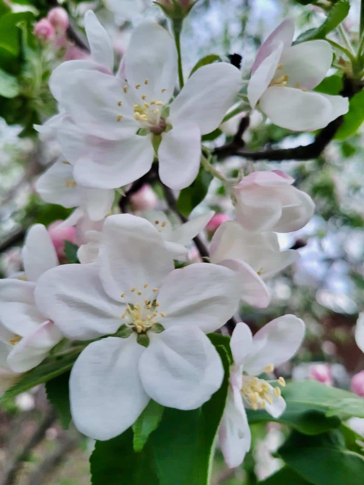 Blossoms on an apple tree
