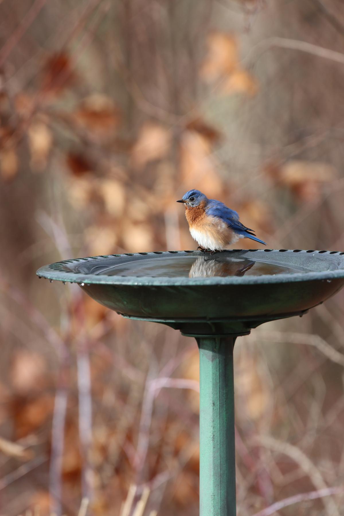 A bluebird at a bird bath