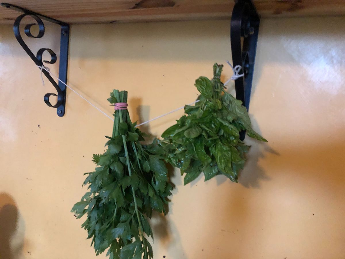 Cutting celery hanging to air dry