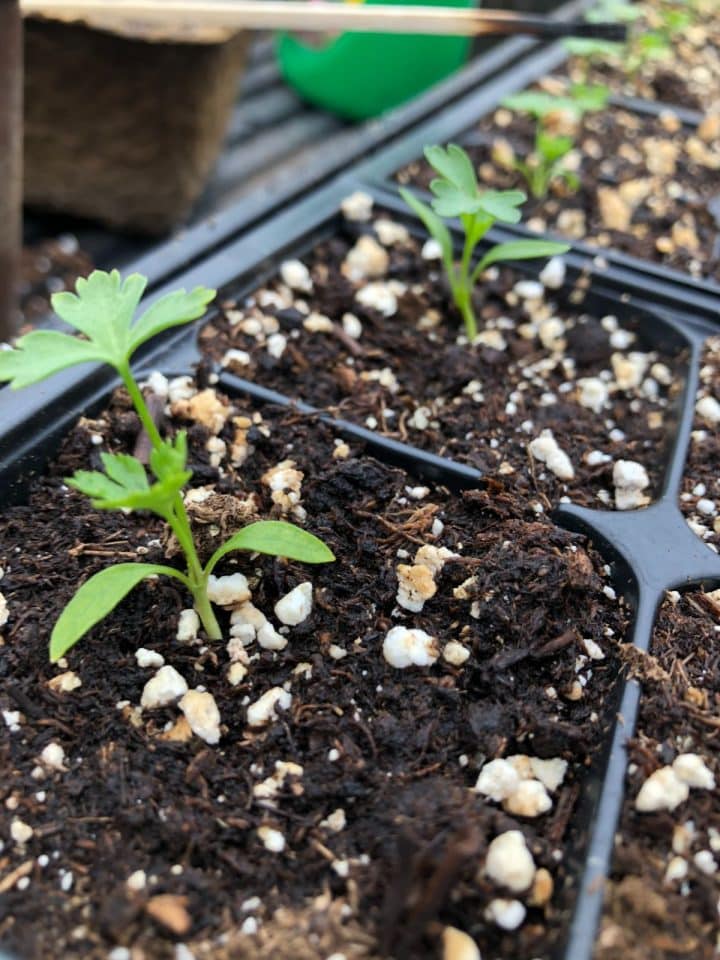 11 Top Tips For Growing Celery From Seed - Gardening