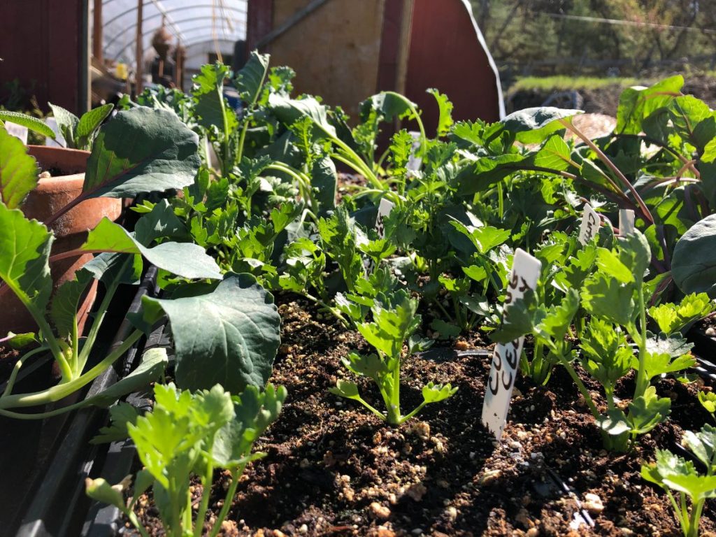 11 Top Tips For Growing Celery From Seed - Gardening
