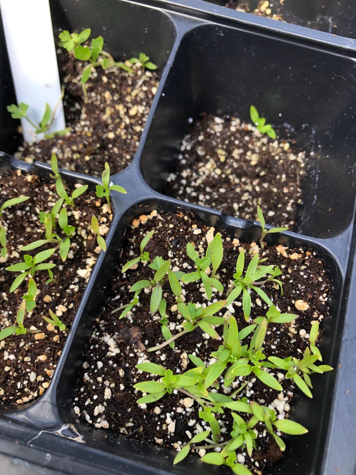 Celery seedlings in a germination pot