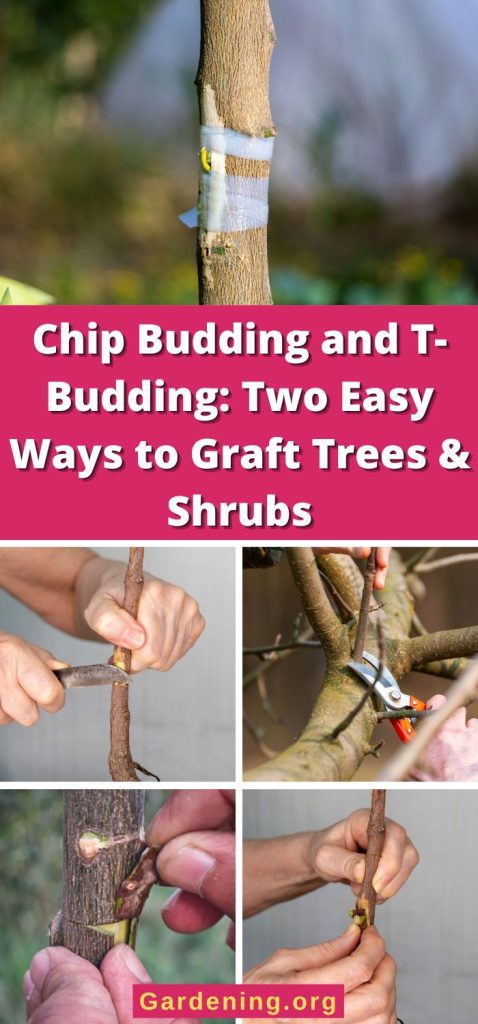 Chip Budding and T-Budding: Two Easy Ways to Graft Trees & Shrubs pinterest image.
