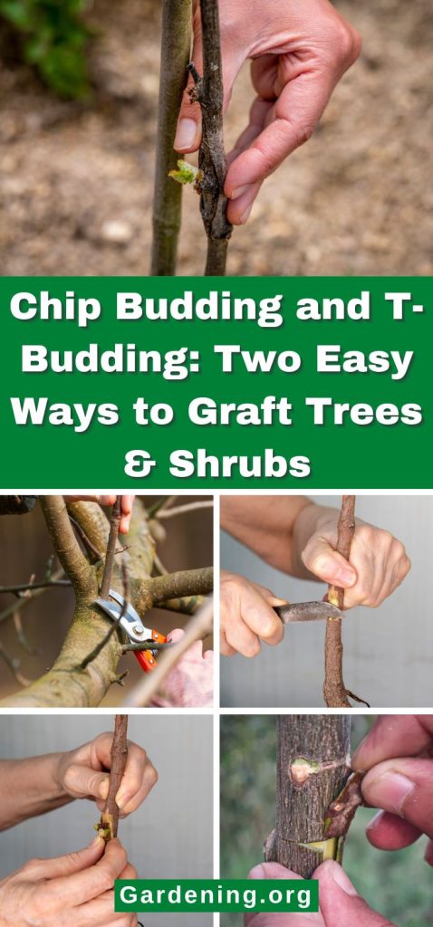 Chip Budding and T-Budding: Two Easy Ways to Graft Trees & Shrubs pinterest image.