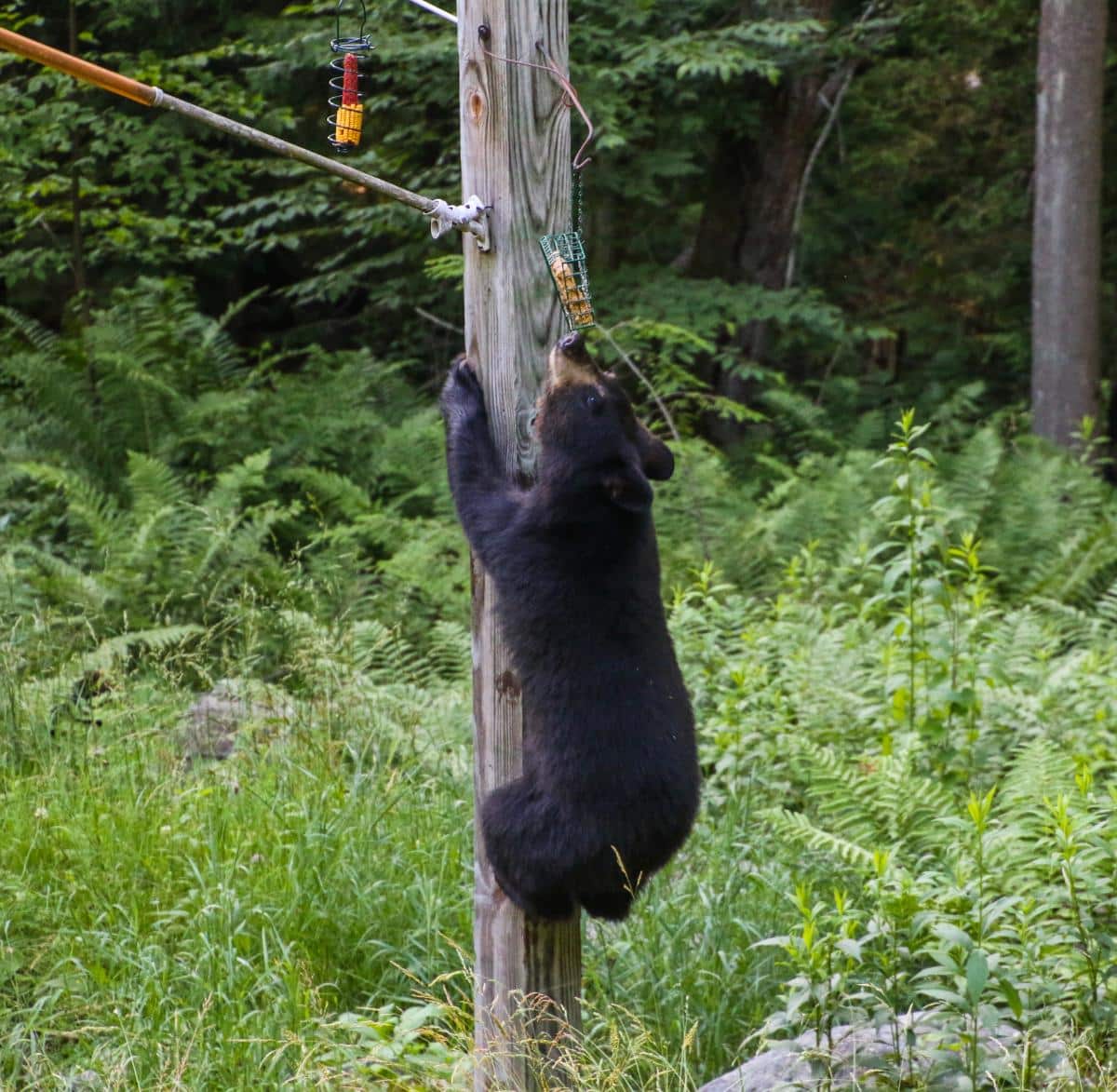 A bear climbing a phone poll for a bird feeder