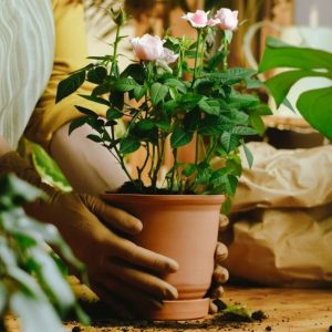 Woman transplants miniature roses indoor plant into a ceramic pot.
