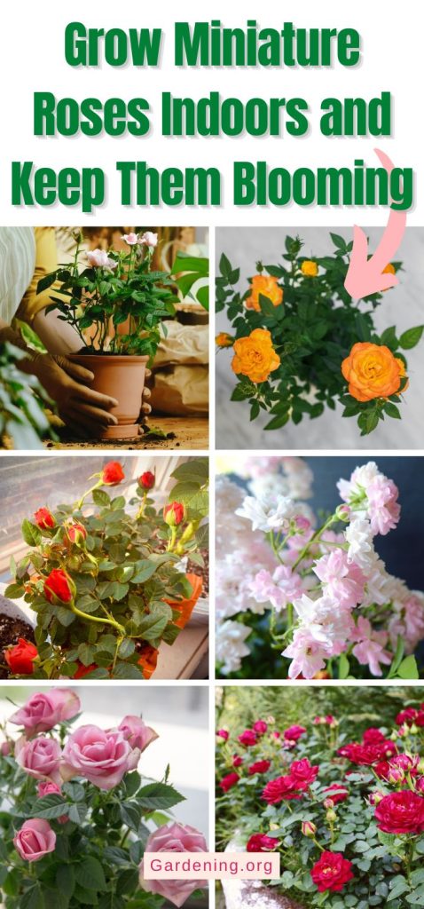 Grow Miniature Roses Indoors and Keep Them Blooming pinterest image.