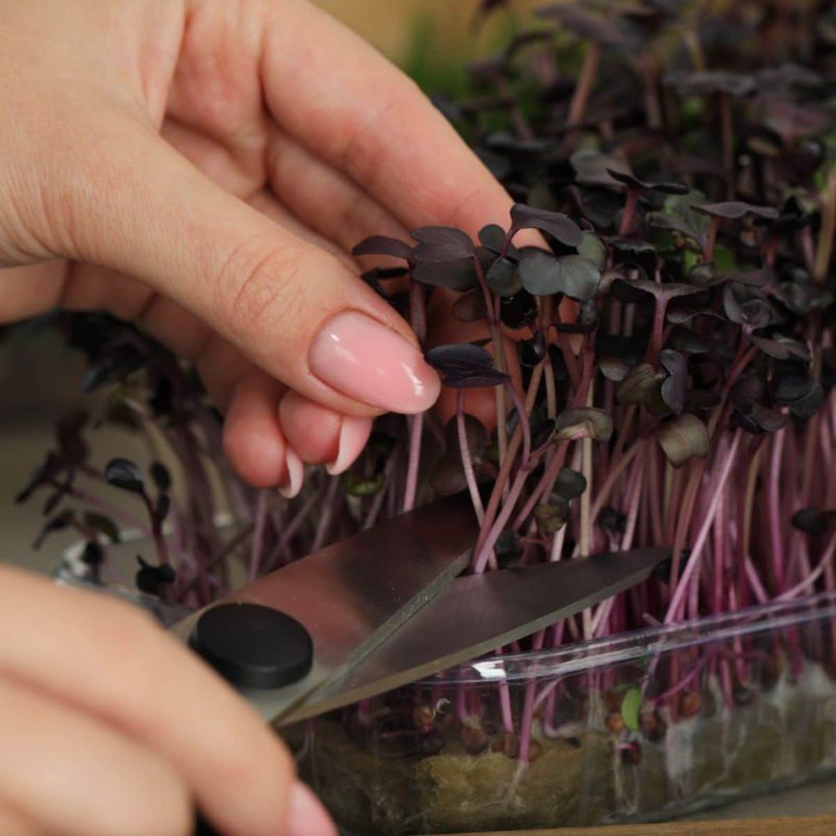 A gardener with scissors cutting microgreen beets.