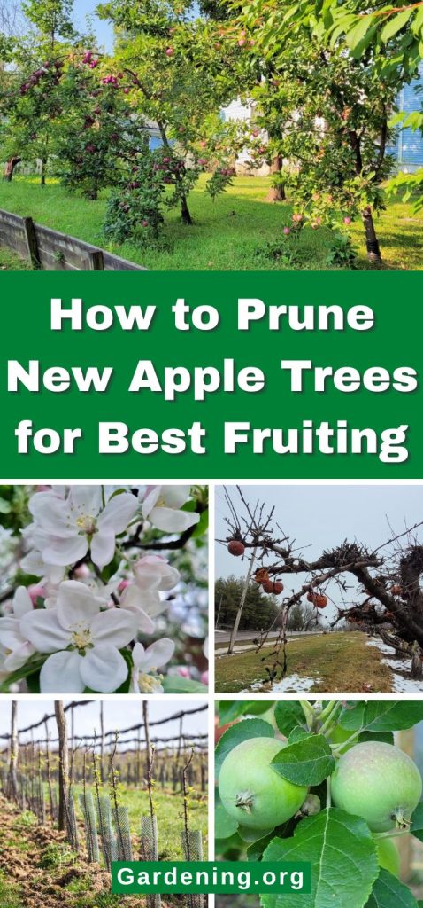 How to Prune New Apple Trees for Best Fruiting pinterest image.