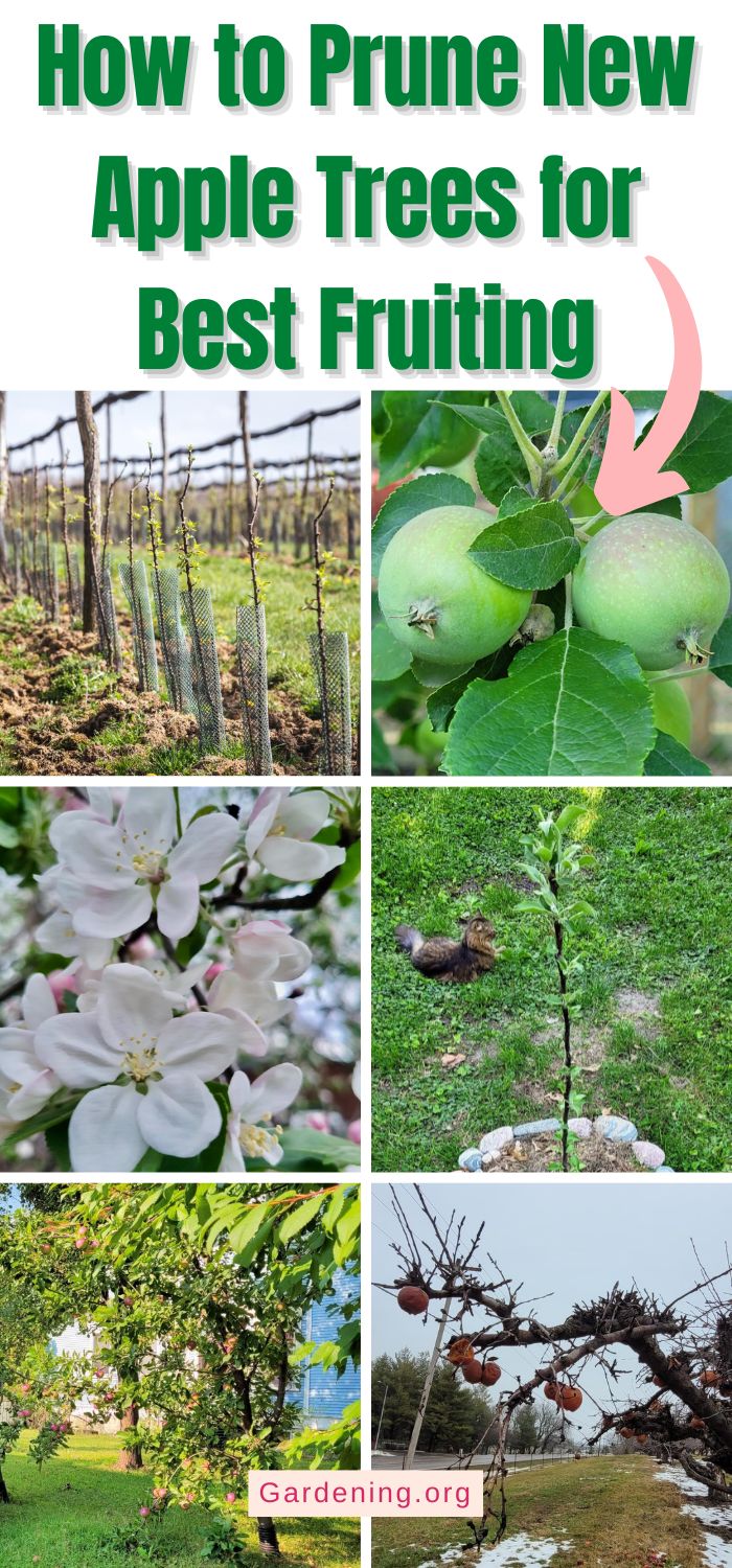 How to Prune New Apple Trees for Best Fruiting - Gardening