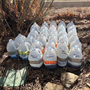 Backyard winter seed sowing in plastic milk jugs.