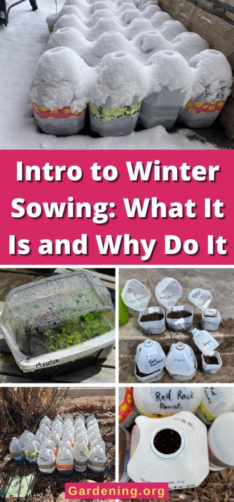 Intro to Winter Sowing: What It Is and Why Do It pinterest image.