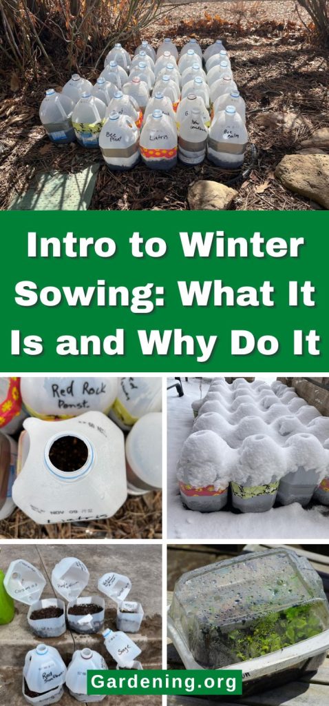 Intro to Winter Sowing: What It Is and Why Do It pinterest image.