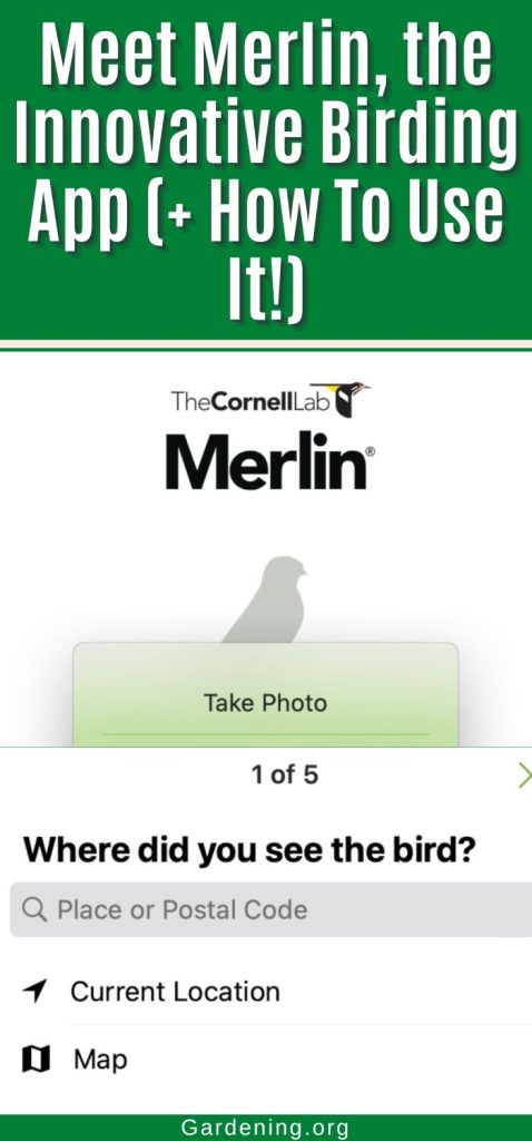 Meet Merlin, the Innovative Birding App (+ How To Use It!) pinterest image.
