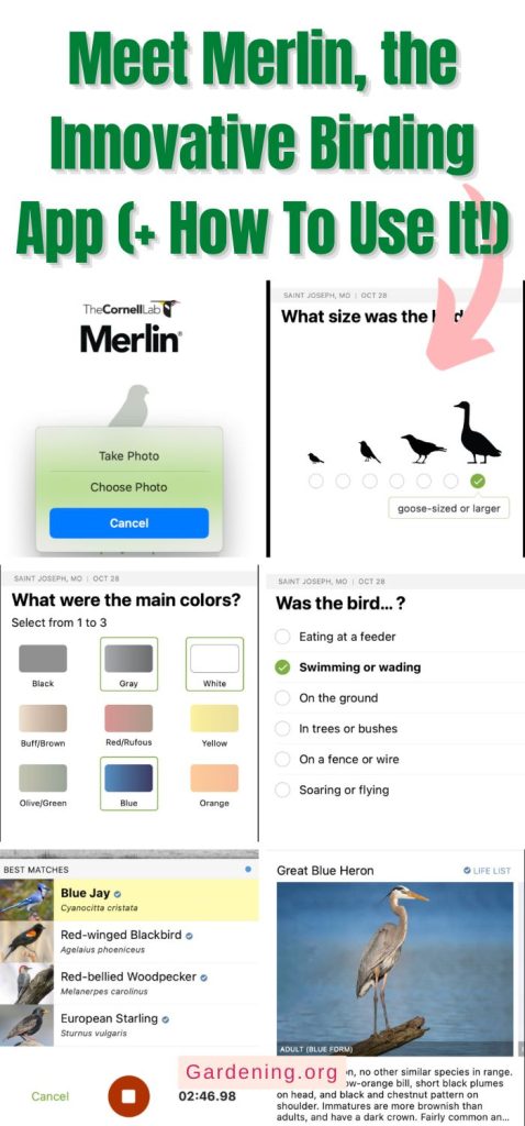 Meet Merlin, the Innovative Birding App (+ How To Use It!) pinterest image.
