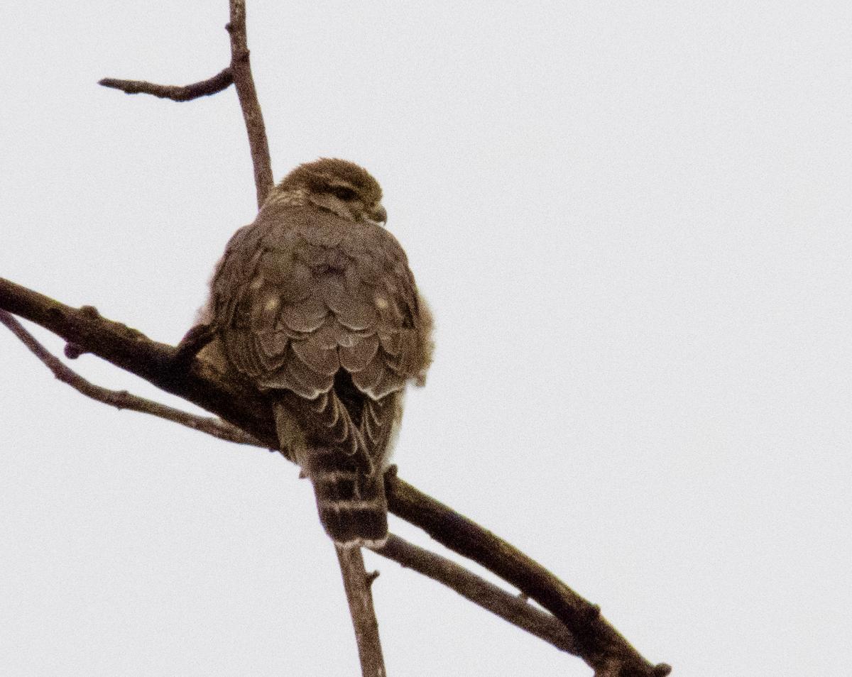 A Merlin bird sitting on a branch