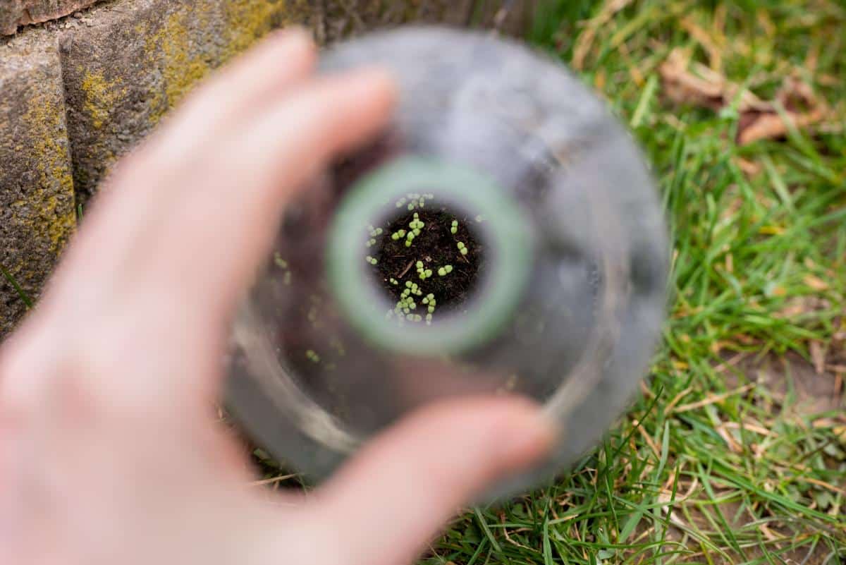 Seedlings starting to sprout in a winter sowing bottle