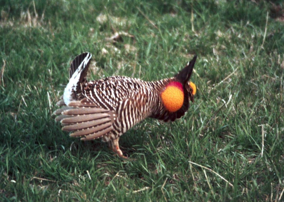 A Prairie Chicken puffing out its orange neck while drumming