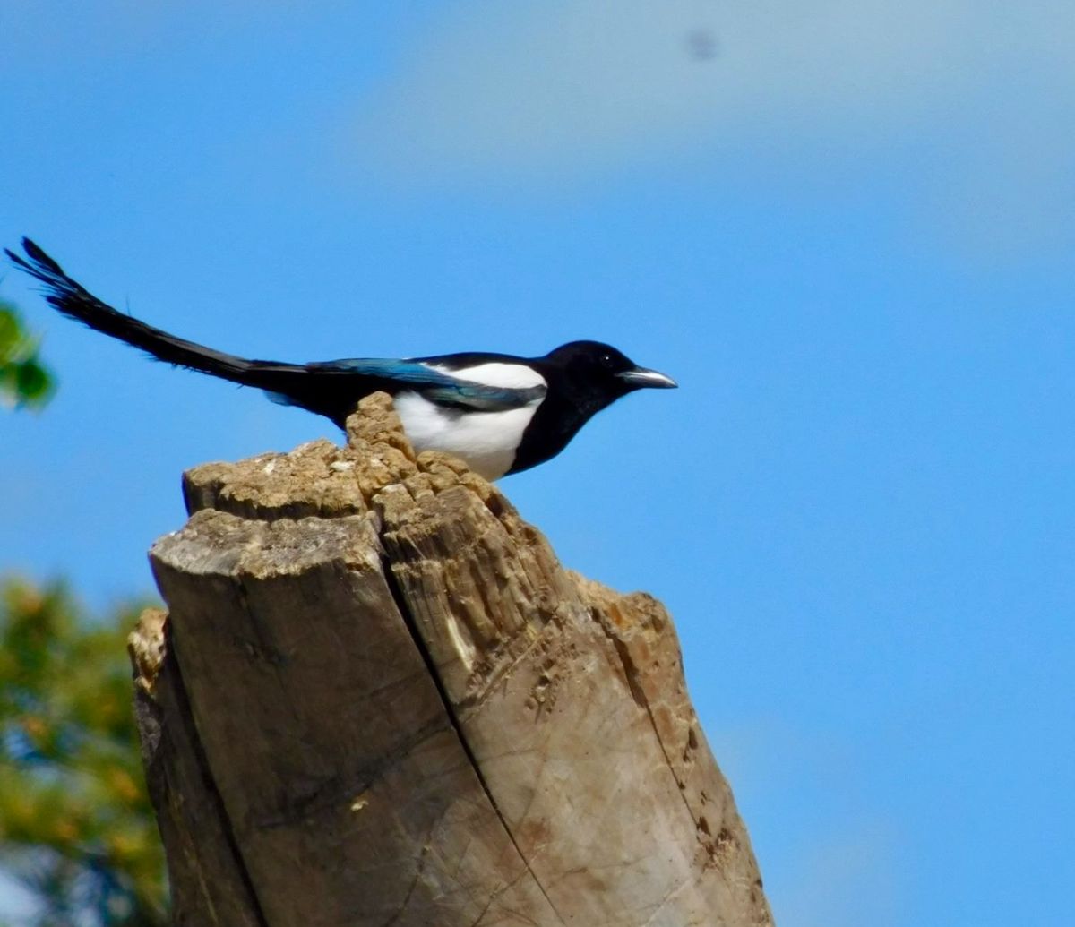 A black-billed magpie in South Dakota