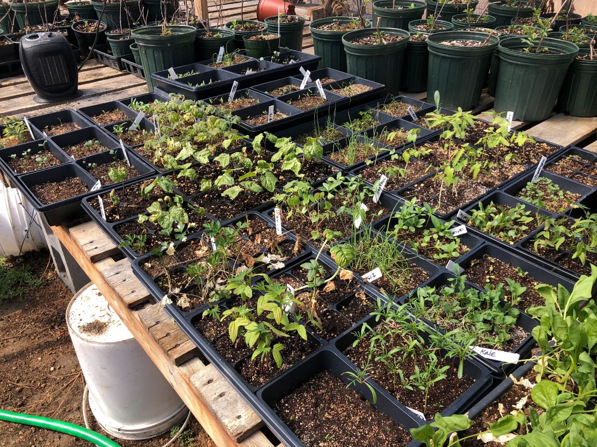 Seedlings started in a greenhouse