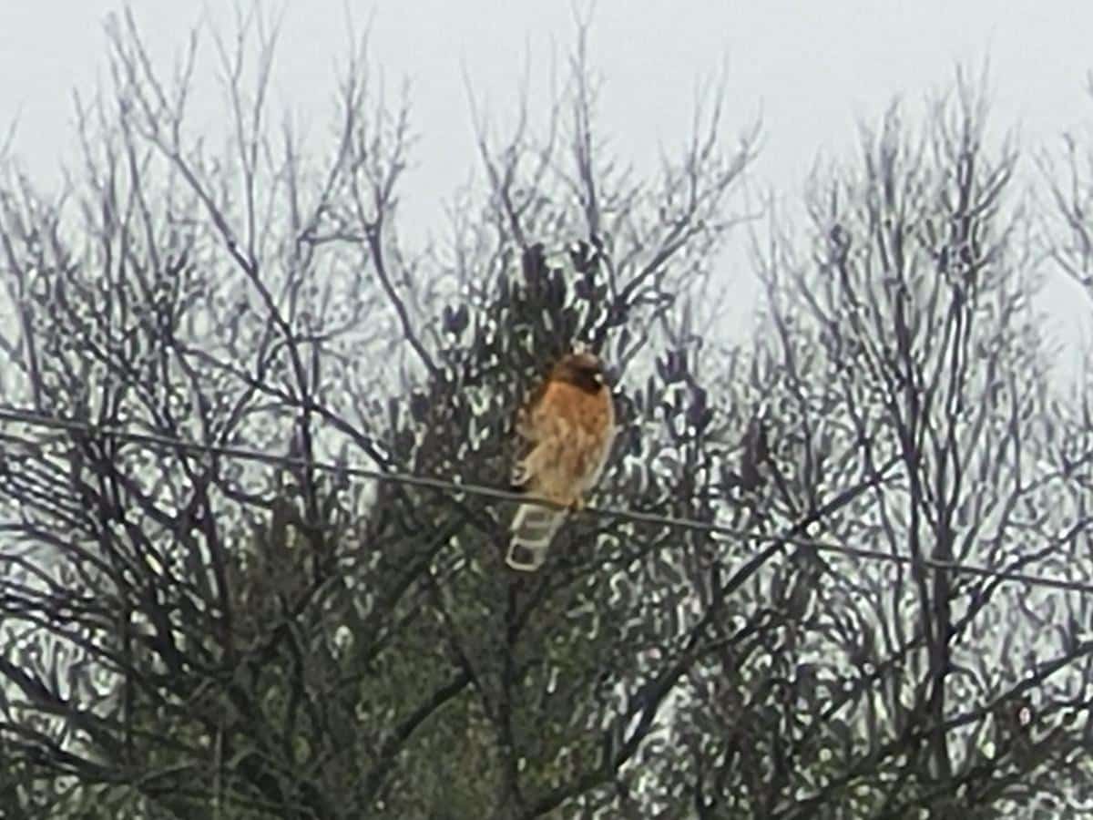 Red shouldered hawk sitting on a wire